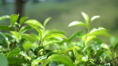 Doğal çiftçiliği ve bitki tazeliğini temsil eden bir tarlada çekilen çay yaprağının yakın çekimi.