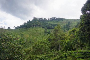 Ağaçlar ve doğal bitki örtüsüyle yeşil tepe manzarası