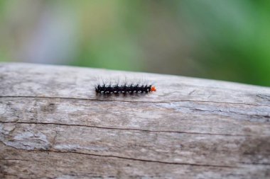 Siyah kıllı tırtıl, doğal ahşap kütükte sürünüyor.