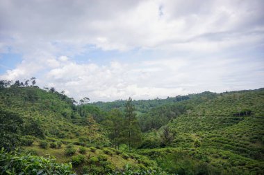 Ağaçlar ve doğal bitki örtüsüyle yeşil tepe manzarası