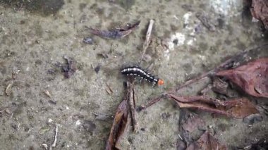 Beyaz desenli siyah tüylü tırtıllar kuru yapraklarla kaplı yerde sürünüyorlar..