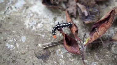 Beyaz desenli siyah tüylü tırtıllar kuru yapraklarla kaplı yerde sürünüyorlar..