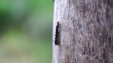 Tahta bir kütükte sürünen beyaz desenli siyah kıllı tırtıl.