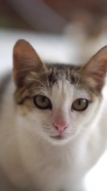 Şirin kedi yavrusu yerde oturuyor. Dışarıdaki beyaz ve kahverengi kürklü doğal ışık altında..