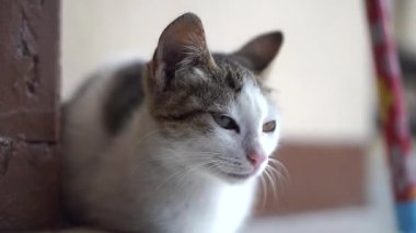 Şirin kedi yavrusu yerde oturuyor. Dışarıdaki beyaz ve kahverengi kürklü doğal ışık altında..