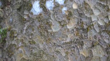 Eski büyük bir ahşap yüzeyin detaylı dokusu, doğal arkaplan ve tasarım elementleri için uygundur..