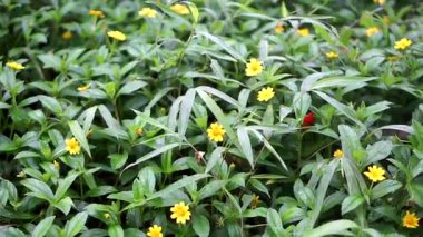 Açık havada küçük sarı çiçeklerle süslenmiş parlak yeşil yapraklar..