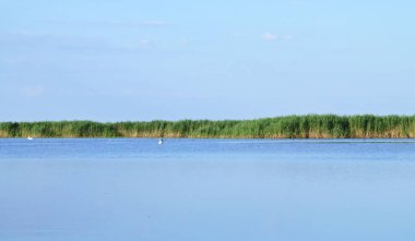 Romanya 'da Tuna deltası sulak arazisi. Manzara, ufuktaki su bitkilerini gözlemlemek için göl ve gökyüzünün suyundan oluşuyordu. Gorgova Gölü.