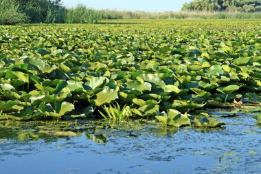 Tuna Deltası 'nın bataklık bölgelerinden gelen zambaklar. Romanya 'nın Tulcea yakınlarındaki deltadaki iç lagünlerin su bitkileri.