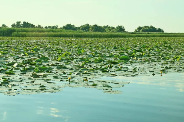 Водяные Лилии Болотистых Районов Дельты Дуная Водная Растительность Внутренних Лагун — стоковое фото