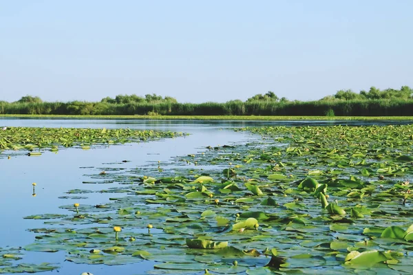 Водяные Лилии Болотистых Районов Дельты Дуная Водная Растительность Внутренних Лагун — стоковое фото