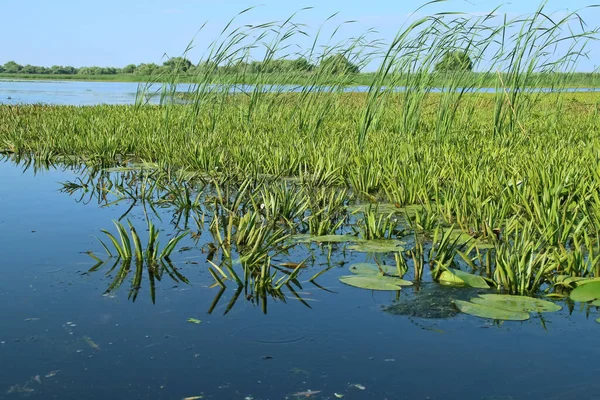 Aquatic Plants Marshy Areas Danube Delta Stratiotes Aloides Commonly Known — Stock Photo, Image