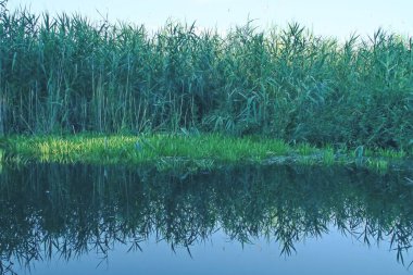 Reed, Tuna Deltası 'ndaki bir gölde yatıyor. Romanya 'daki Tuna nehrinin ağzındaki tatlı su suları manzarası.