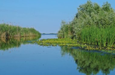 Reed, Tuna Deltası 'ndaki bir gölde yatıyor. Romanya 'daki Tuna nehrinin ağzındaki tatlı su suları manzarası.