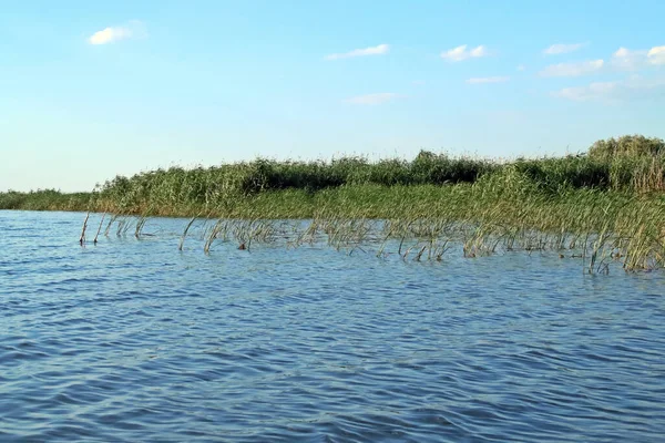 Reed beds in a lagoon in the Danube delta. Landscape of freshwater wetlands at the mouth of the Danube river in Romania.