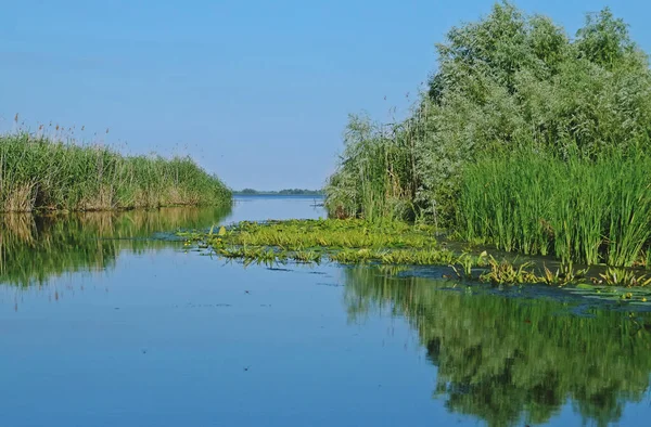 Reed beds in a lagoon in the Danube delta. Landscape of freshwater wetlands at the mouth of the Danube river in Romania.