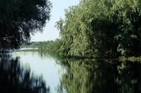 ドナウデルタのラグーンの入り口にある柳の木 ルーマニアのドナウ川河口の淡水湿地の風景 — ストック写真