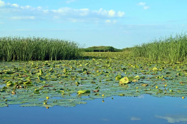 Рид Кровати Водяные Лилии Лагуне Дельте Дуная Пейзаж Пресноводных Болот — стоковое фото