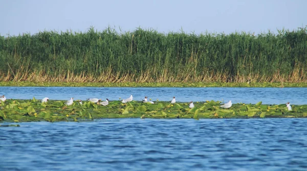 Стая Черноголовых Чаек Chroicocephalus Ridibundus Сидела Водяных Лилиях Заводская Лагуна — стоковое фото