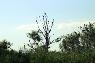 Romanya 'nın Tuna Deltası' ndaki bir lagünün kıyısına karabataklar tünedi. Gün batımında tünemekte olan ağaçlarındaki karabatak numunelerinin silueti..