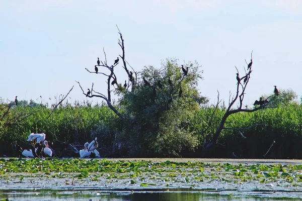 Cormorants Pelicans Perched Banks Lagoon Danube Delta Romania Silhouette Group — Stock Photo, Image