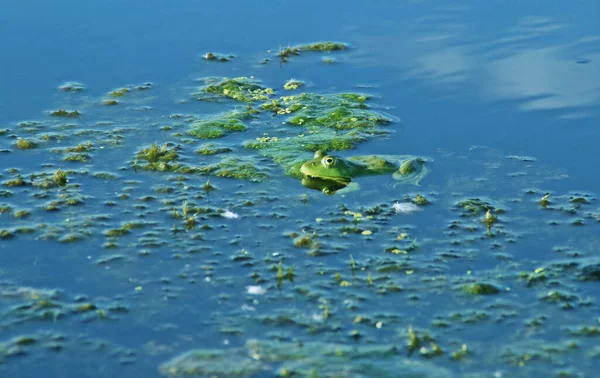 Sapo Verde Escondido Entre Vegetação Aquática Fauna Uma Lagoa Delta — Fotografia de Stock