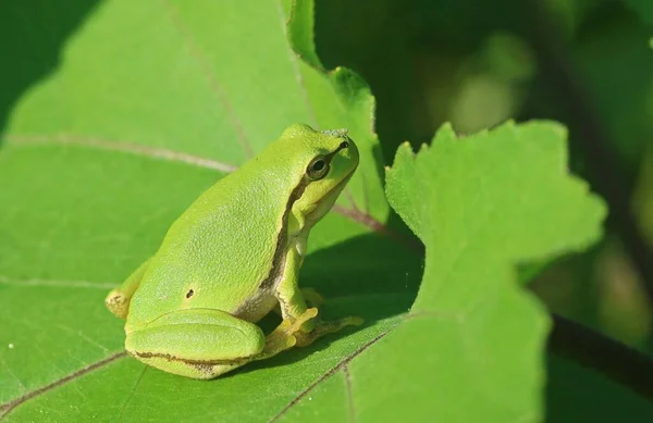 Rana Arbórea Europea Hyla Arborea Sobre Una Hoja Verde Rana — Foto de Stock