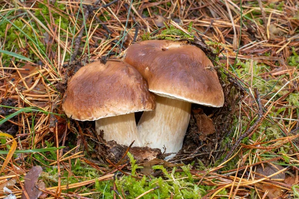 Boletus Edulis Allmänt Känd Som Cep Penny Bun Porcino Eller — Stockfoto