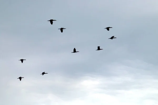 Flod Skarvar Som Flyger Molnig Himmel Silhuett Skarvar Mörk Och — Stockfoto