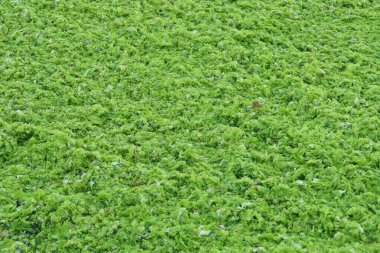 Karadeniz kıyılarında deniz yosunları birikmiş. Akıntılarla Romanya 'daki Olimp plajına taşınan deniz yosunu.