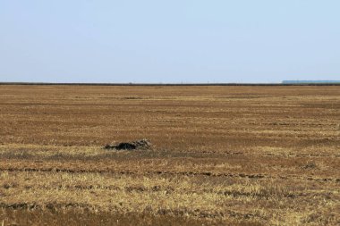 Romanya 'da Plevna yakınlarındaki sakal tarlaları. Güneşli bir yaz gününde çim biçtikten sonra kırsal alan.