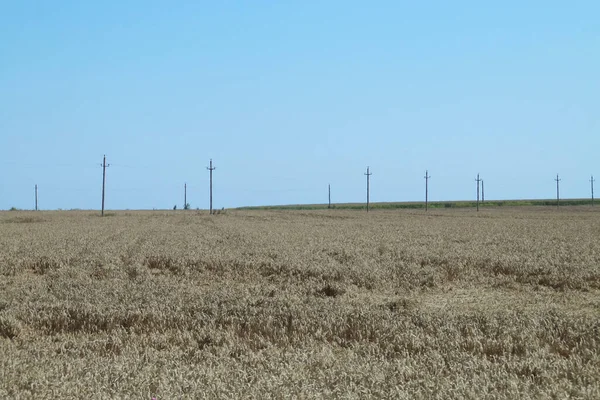 Campi Cereali Vicino Plevna Romania Paesaggio Rurale Campo Cereali Vecchi — Foto Stock