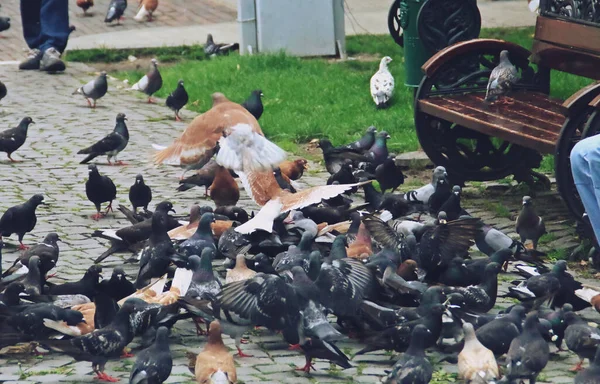 Bukarest Rumänien 2018 Ein Taubenschwarm Einem Park Tauben Werden Von — Stockfoto