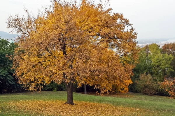 Дерево Осенью Геллерт Хилл Будапешт Венгрия Будапешт Венгрия — стоковое фото