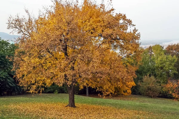 Arbre Automne Sur Colline Gellert Budapest Hongrie Budapest Hongrie — Photo