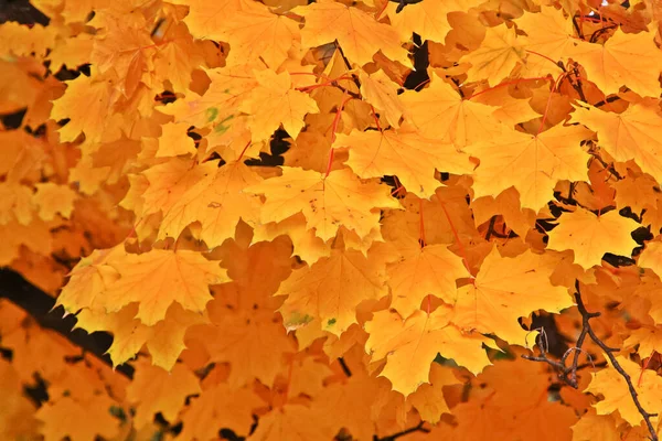 Feuilles Jaunes Avant Tomber Automne Sur Colline Gellert Budapest Hongrie — Photo