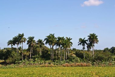 Palm trees and banana trees in a beautiful blue sky, Vinales, Cuba.