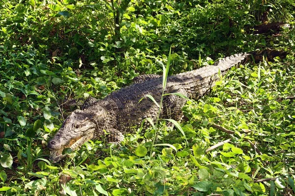 Alligator Cuba Cuban Crocodile Crocodylus Rhombifer — Stock Photo, Image