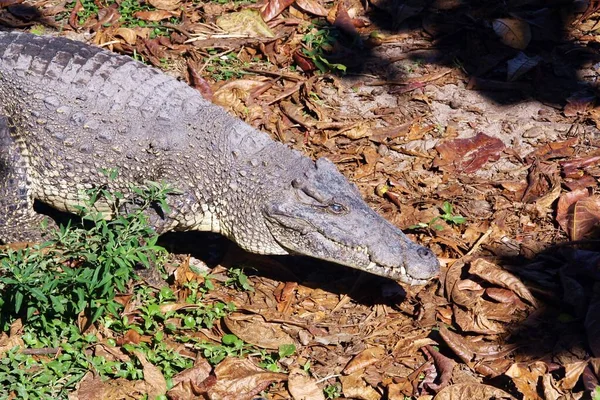Alligator Cuba Cuban Crocodile Crocodylus Rhombifer — Stock Photo, Image