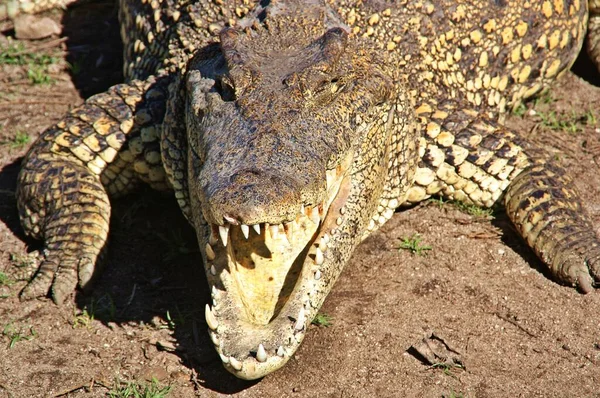 Alligator Cuba Cuban Crocodile Crocodylus Rhombifer — Stock Photo, Image