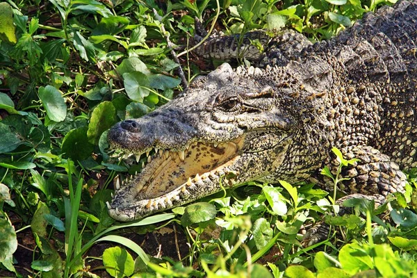 Alligator Cuba Cuban Crocodile Crocodylus Rhombifer — Stock Photo, Image