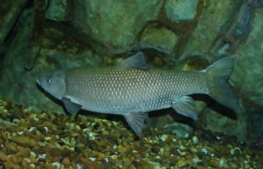 İber Chub 'u. Squalius pyrenaicus, habitat kaybı nedeniyle İspanya ve Portekiz türleri tehlikede, bu iki ülkenin Akdeniz ikliminde aralıklı su nehirleri.