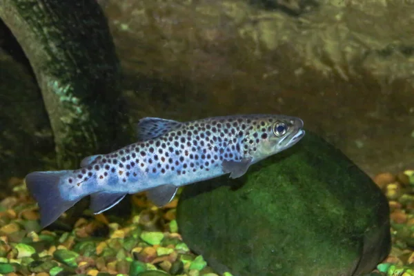 Salmo Trutta Fario Trucha Río Trucha Marrón Peces Fotografiados Acuario — Foto de Stock