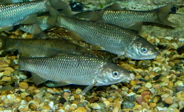 Poil Ibérique Squalius Pyrenaicus Espèce Espagnole Portugaise Danger Raison Perte — Photo