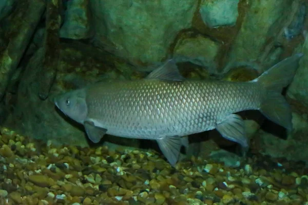 Iberian Chub Squalius Pyrenaicus Spanish Portuguese Specie Danger Due Habitat — Stock Photo, Image