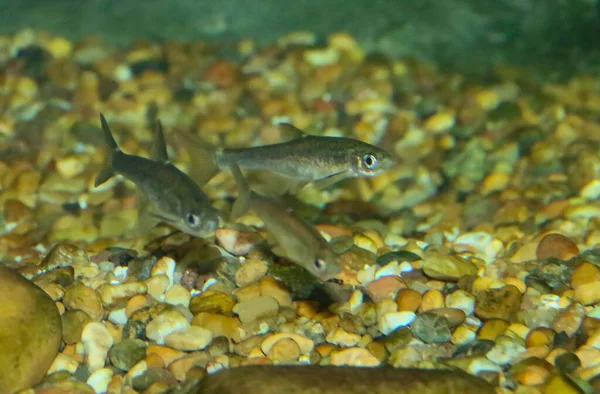 Anaecypris Hispanica Spanish Minnowcarp Small Species Ray Finned Fish Species — Stock Photo, Image