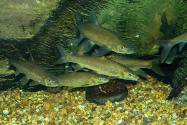 Kısa başlı barbel, Luciobarbus microcephalus, İspanya 'nın Guadiana Nehri' nden gelen bir tatlı su balığıdır. Cyprinidae familyasından bir balık türü..