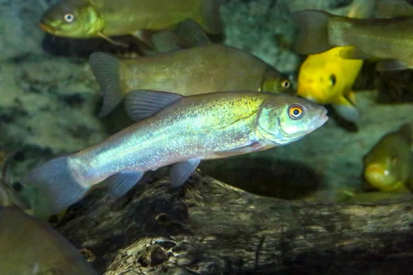 スペインのグアディアナ川の魚 テンチやドクターフィッシュ ティンカ 淡水魚 注文の淡水魚と汽水魚です Cypriformes — ストック写真