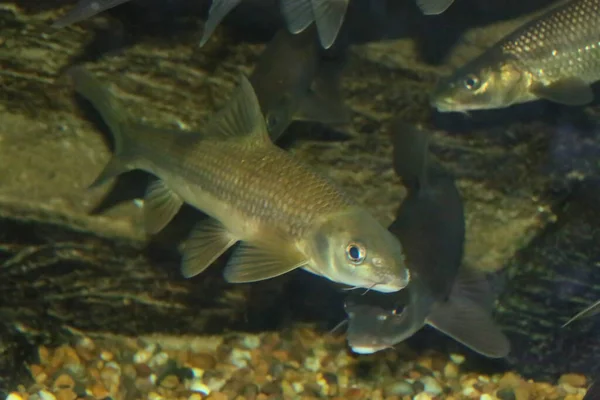 Kısa Başlı Barbel Luciobarbus Microcephalus Spanya Nın Guadiana Nehri Nden — Stok fotoğraf