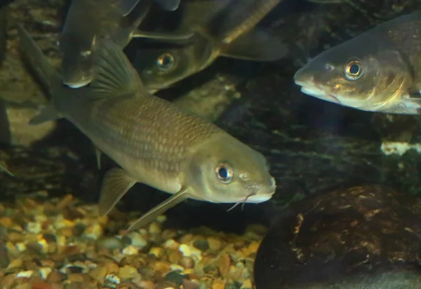 頭部が短いルチオバルバス マイクロセファルス Luciobarbus Microcephalus はスペインのグアディアナ川の淡水魚である シプリニダエ科の魚種です — ストック写真